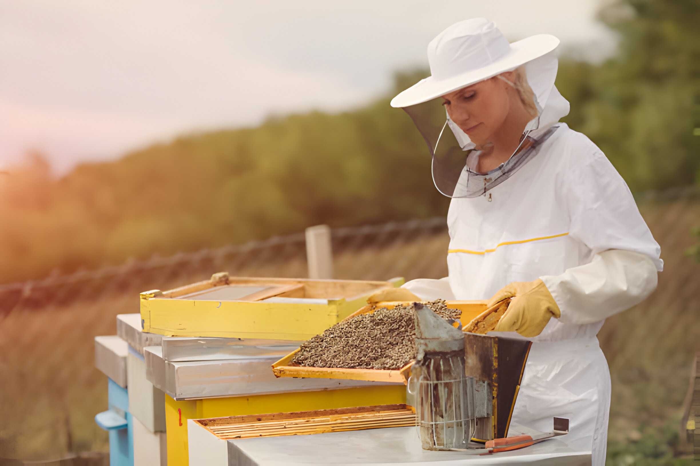 La composition harmonieuse de la colonie d’abeilles